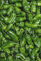 Obraz na płótnie Canvas Fresh green padron hot chili peppers