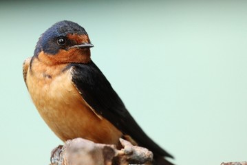 Barn Swallow
