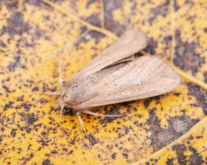 Grease moth (Aglossa cuprina), nocturnal moth, insect related to butterflies (Lepidoptera)on dry leaves.