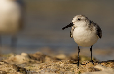 Sanderling