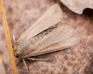 Grease moth (Aglossa cuprina), nocturnal moth, insect related to butterflies (Lepidoptera)on dry leaves.