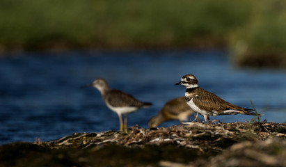 Killdeer