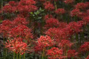 Beautiful Lycoris radiata