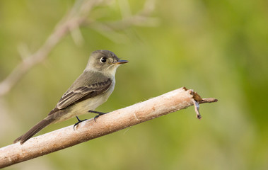 Flycatcher