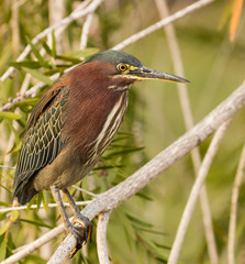 Green Heron