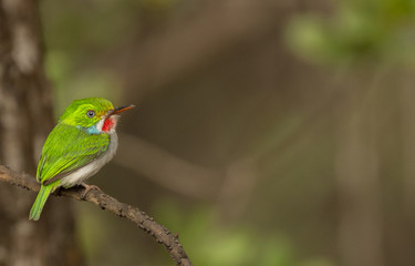 Cuban tody