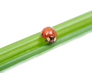 Ladybug (Coccinellidae) on grass blade isolated on white background