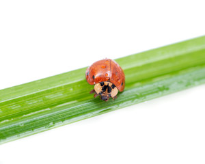 Ladybug (Coccinellidae) on grass blade isolated on white background