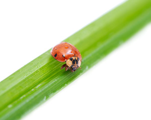 Ladybug (Coccinellidae) on grass blade isolated on white background