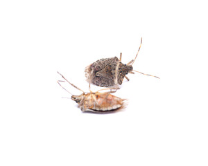The brown marmorated stink bug (Halyomorpha halys), insect in the family Pentatomidae .