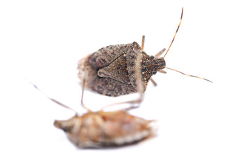 The brown marmorated stink bug (Halyomorpha halys), insect in the family Pentatomidae .