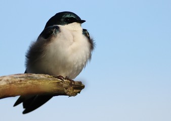 Tree Swallow