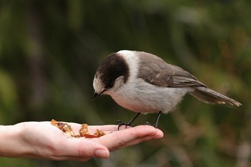 Gray Jay