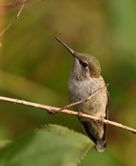 Rufous Hummingbird