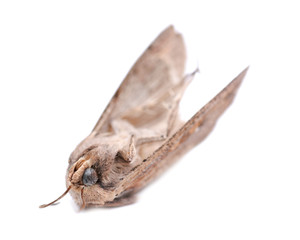 Grease moth (Aglossa cuprina), nocturnal moth, insect related to butterflies (Lepidoptera) isolated on white background.