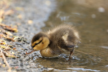 Duckling