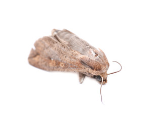 Grease moth (Aglossa cuprina), nocturnal moth, insect related to butterflies (Lepidoptera) isolated on white background.