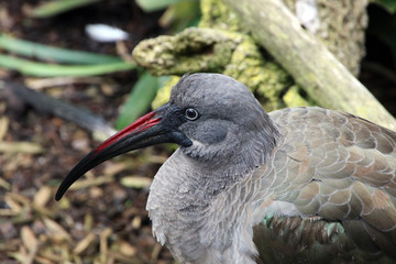 Hadada Ibis