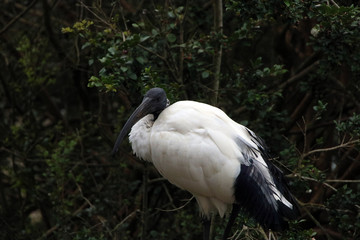black-headed ibis