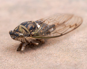 Insect Cicada (Cicadoidea) on natural carved stone.