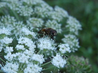 Insecte qui butine