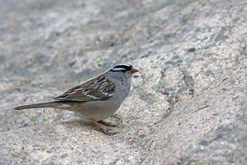 A white-crowned sparrow (Zonotrichia leucophrys) on a large granite rock, shot in Rocky Mountain National Park.