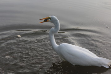 White heron catches the fish