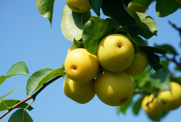 close up on yellow Asian pear on the tree