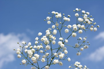 花のイメージ素材、カスミソウ、青空背景