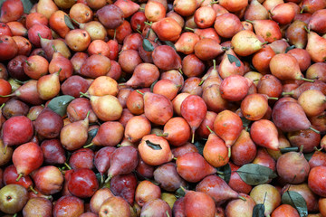 close up on red pears in the harvest season