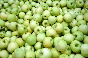 Fresh picked green ginger gold apples background in the harvest season