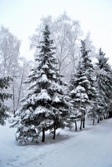 Winter Siberian forest, Omsk region