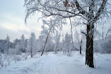 Winter Siberian forest, Omsk region
