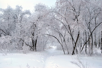 Fototapeta na wymiar Winter Siberian forest, Omsk region