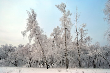 Winter Siberian forest, Omsk region