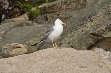 Gull on the lake Chebache, State National Natural Park 