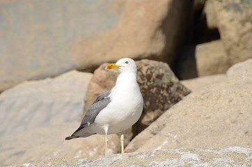 Gull on the lake Chebache, State National Natural Park 