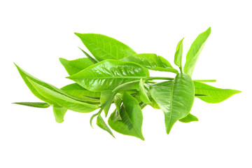 Fototapeta na wymiar green tea leaf isolated on white background