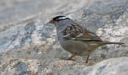 A white-crowned sparrow (Zonotrichia leucophrys) on a large granite rock, shot in Rocky Mountain National Park.