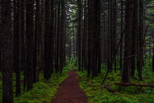 Moss Covered Pine Grove In Monongahela National Forest 