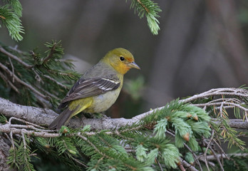 A female Western Tanager (Piranga ludoviciana) sitting in a spruce tree.  Shot in Rocky Mountain National Park, Colorado.