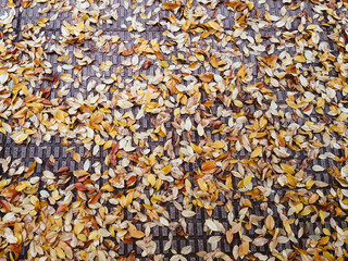 Leaves of fallen trees in autumn to the ground