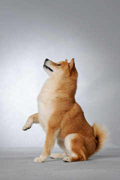 Cute shiba inu
