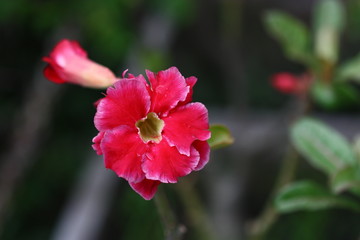 red flower of plant on blur background