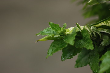 green plant on blur background and soft light