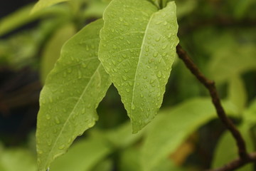 rain drop macro on leaf background