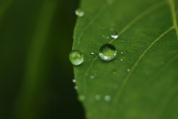 rain on leaf of green plant macro blur background
