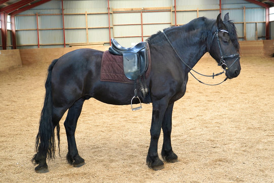 Friesian horse .
