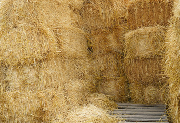close up on stacking dry hay in the farm barn