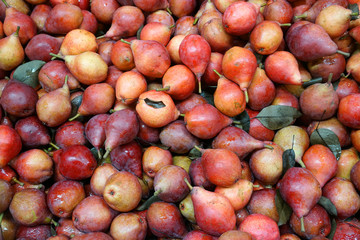 close up on red pears in the harvest season